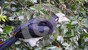A close-up shot of oriental pied hornbill, Anthracoceros albirostris, in the forest eating seed off the trees.Two other common