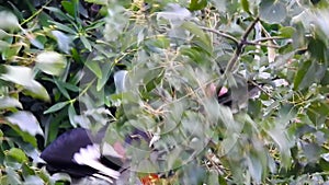 A close-up shot of oriental pied hornbill, Anthracoceros albirostris, in the forest eating seed off the trees.Two other common