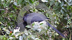 A close-up shot of oriental pied hornbill, Anthracoceros albirostris, in the forest eating seed off the trees.Two other common