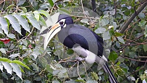 A close-up shot of oriental pied hornbill, Anthracoceros albirostris, in the forest eating seed off the trees.Two other common