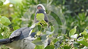 A close-up shot of oriental pied hornbill, Anthracoceros albirostris, in the forest eating seed off the trees.Two other common