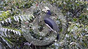 A close-up shot of oriental pied hornbill, Anthracoceros albirostris, in the forest eating seed off the trees.Two other common