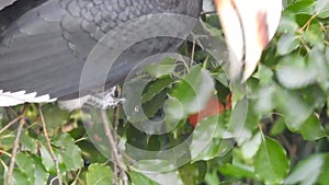 A close-up shot of oriental pied hornbill, Anthracoceros albirostris, in the forest eating seed off the trees.Two other common