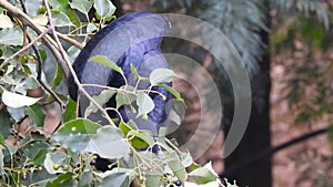 A close-up shot of oriental pied hornbill, Anthracoceros albirostris, in the forest eating seed off the trees.Two other common