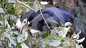 A close-up shot of oriental pied hornbill, Anthracoceros albirostris, in the forest eating seed off the trees.Two other common