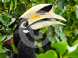 A close-up shot of oriental pied hornbill, Anthracoceros albirostris, in the forest eating seed off the trees.Two other common