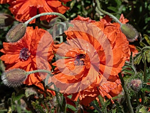 Close-up shot of the Oriental poppy (Papaver orientale)flowering with orange flower in garden bed in summer