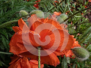 Close-up shot of the Oriental poppy Papaver orientale `Olympia` flowering with orange flower in the garden bed
