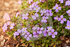 Close up shot of ornamental plant rock cress Aubrieta cultorum