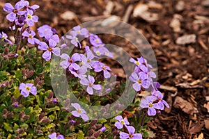 Close up shot of ornamental plant rock cress Aubrieta cultorum