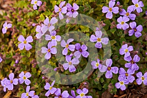 Close up shot of ornamental plant rock cress Aubrieta cultorum