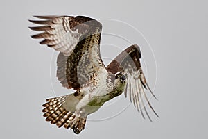 Close-up shot of a Osprey flying with its wide-open wings