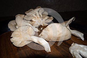 A close up shot of Oyster Mushrooms. Pleurotus ostreatus, the oyster mushroom, oyster fungus, or hiratake, is a common edible