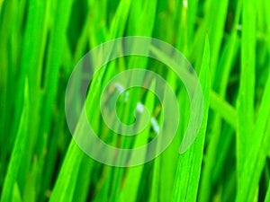 A close up shot of a Paddy leaf in a farming land