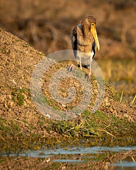 Close up shot of painted storks or Mycteria leucocephala immature or juvenile bird portrait during winter migration at keoladeo