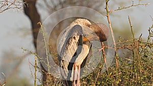 Close up shot of painted storks or Mycteria leucocephala immature or juvenile bird preening at keoladeo national park or bharatpur