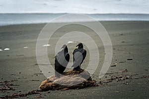 Close-up shot of a pair of black vultures sitting on a tree log