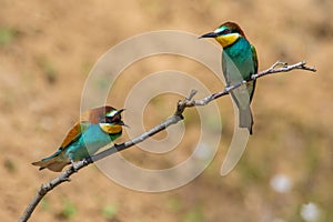Close-up shot of a pair of Merops sitting on a tree branch