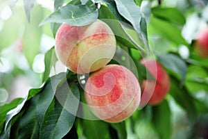 Close-up shot of a pair of ripe peaches on a peach tree.