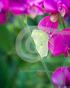 Brimstone Butterfly Resting on Pink Flowers