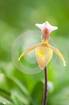 Close-up shot of Paphiopedilum villosum is in bloom