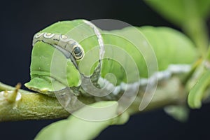 Close up shot of the papilio demoleus caterpillar