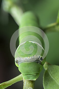 Close up shot of the papilio demoleus caterpillar