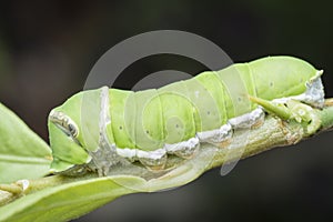 Close up shot of the papilio demoleus caterpillar