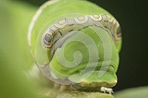 Close up shot of the papilio demoleus caterpillar