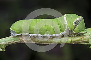 Close up shot of the papilio demoleus caterpillar