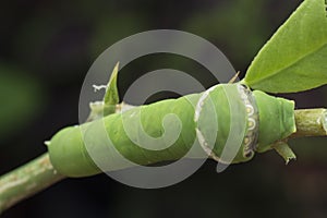 Close up shot of the papilio demoleus caterpillar