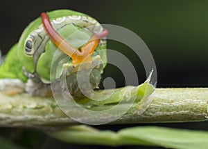 Close up shot of the papilio demoleus caterpillar