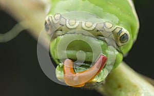 Close up shot of the papilio demoleus caterpillar