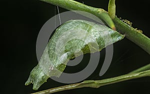 Close up shot of the papilio demoleus pupa.