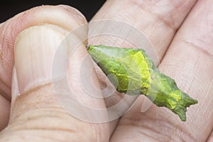 Close up shot of the papilio demoleus pupa.