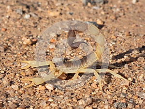 Close-up shot of a Parabuthus sp. scorpion, from South Africa, dangerously venomous