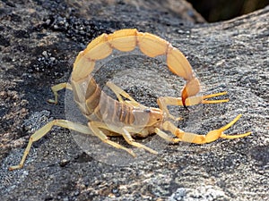 Close-up shot of a Parabuthus sp. scorpion, from South Africa, dangerously venomous