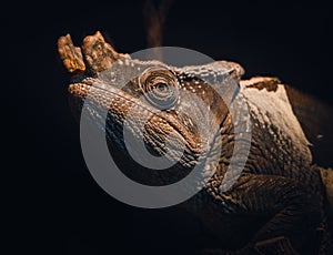 Close-Up Shot of a Parson`s Chameleon