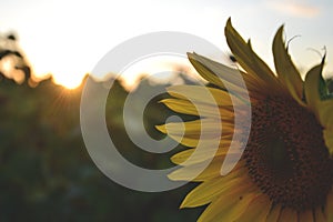 Sunflower in the field on the sunset