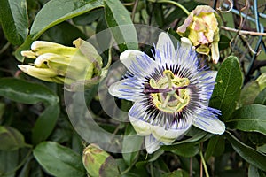Close up shot of a passion flower