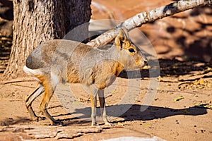 Close up shot of a Patagonian mara