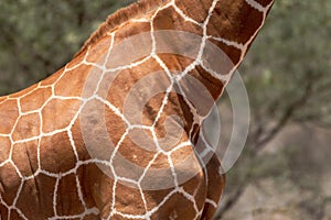 A close up shot of the pattern of a reticulated giraffe in the african wilderness.