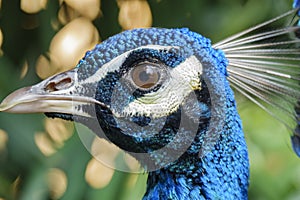 Close up shot of a peacock head