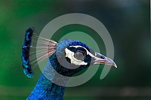 Close-up shot of peacock head region