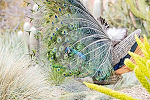 Close up shot of peacock showing its fan