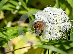 Pearly heath (Coenonympha arcania). Forewing reddish yellow with black margin, hindwing dark brown with white