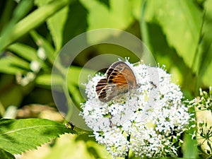 Pearly heath (Coenonympha arcania). Forewing reddish yellow with black margin, hindwing dark brown with white