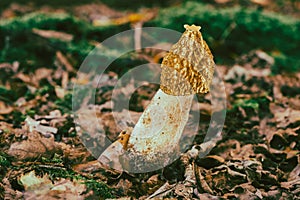 Close-up shot of Phallus impudicus Linne mushroom in the forest