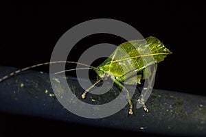 Close-up shot of a Phylliidae on a tree branch with a black background photo