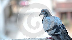 Close up shot of pigeon sitting on city building with bokeh bright background